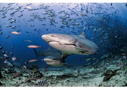Nine Tips For Diving